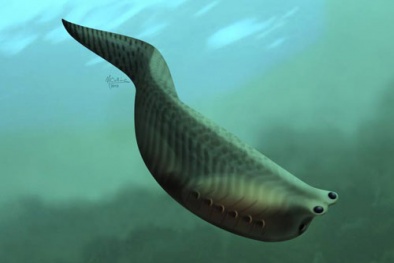 Tìm thấy dấu vết thủy tổ của loài xương sống